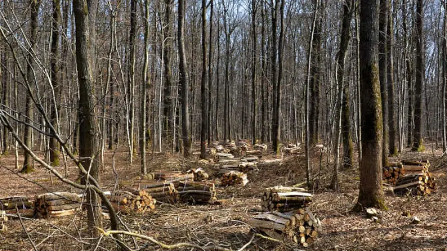 Economia circolare vantaggi