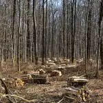 Economia circolare vantaggi