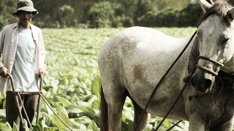 I coltivatori sono anche imprenditori