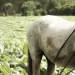 I coltivatori sono anche imprenditori