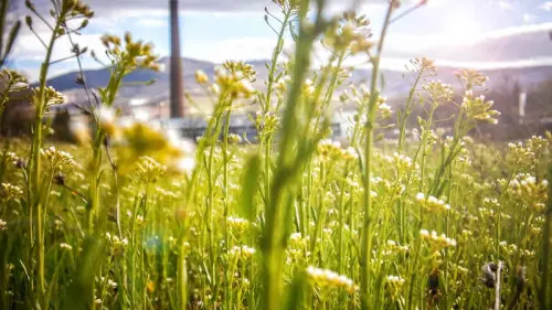 Lo stato è mediatore del dialogo per la finanza sostenibile