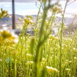 Lo stato è mediatore del dialogo per la finanza sostenibile