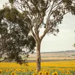 Attivisti per il clima e rilancio ecologico