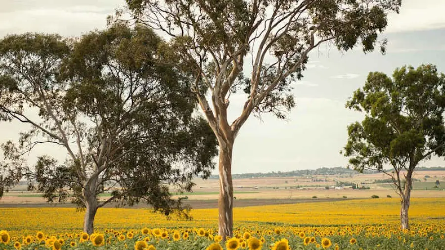 Attivisti per il clima e rilancio ecologico