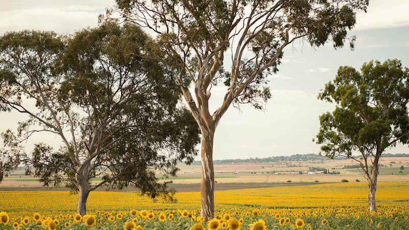 Attivisti per il clima e rilancio ecologico